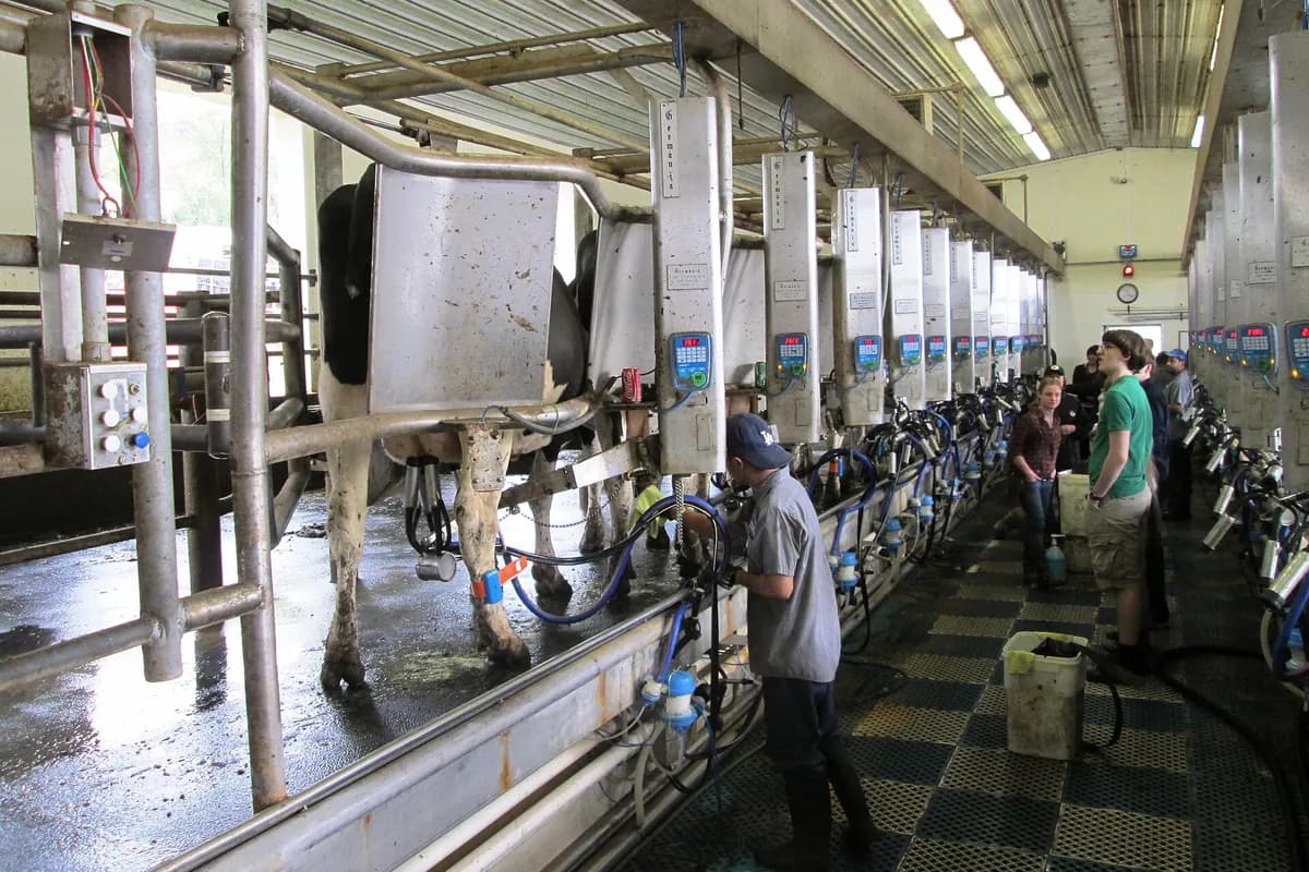 Milking parlour on a Pennsylvania dairy farm