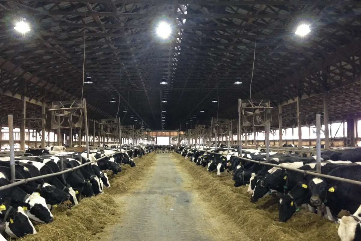Lit free stall dairy barn with cows at the feed alley